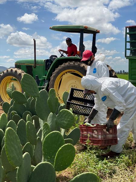 Tecidos feitos à base de cacto e de bactérias substituem o couro animal